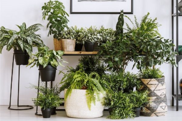 Decorate your indoor garden