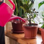 take care of plants at home