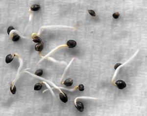 germinate seeds in a paper towel