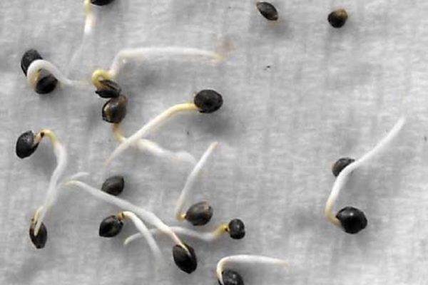 germinate seeds in a paper towel