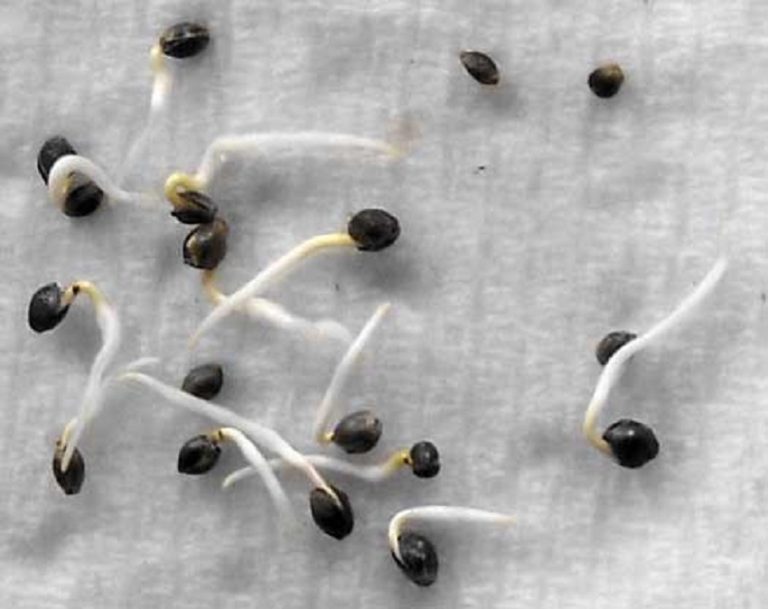 How to germinate seeds in a paper towel?