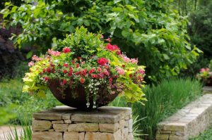 Best Plants For Pots Outdoor