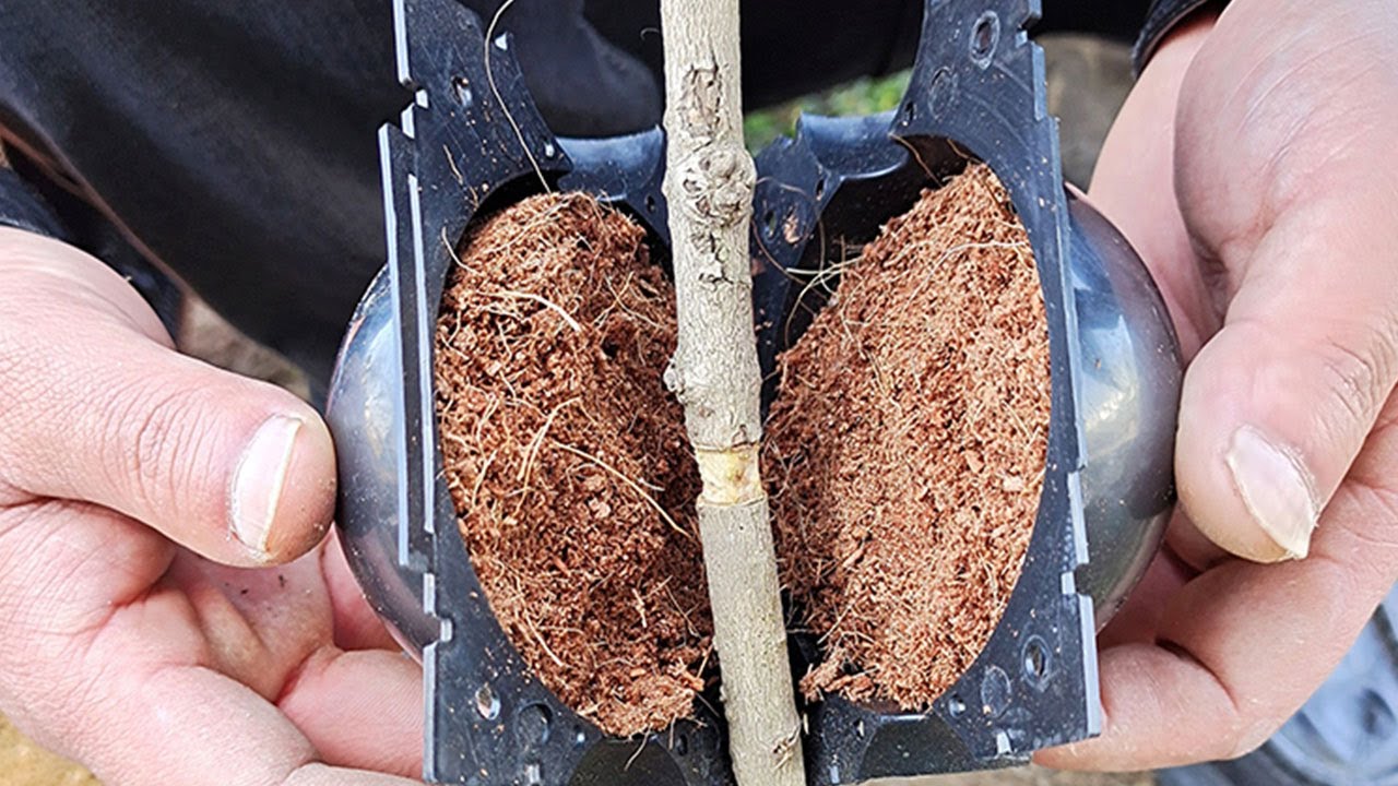 Grow Your Own Trees With A Root Growing Box