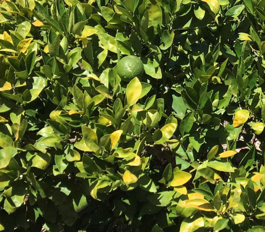 Yellow Leaves on the Lemon Tree