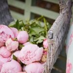 Are Peonies Expensive