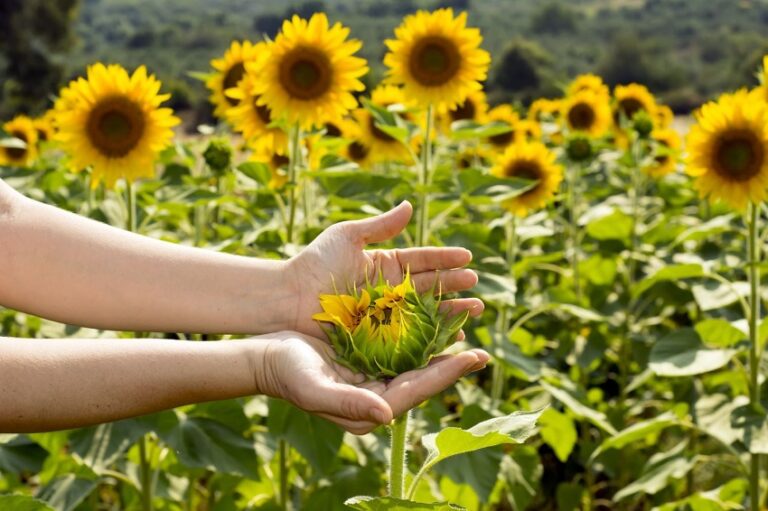 Do Sunflowers Grow from Cuttings?