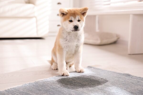 Get Dried Dog Pee Out of Carpet DIY