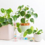 What does a healthy Pilea look like