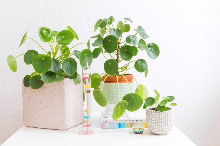 What does a healthy Pilea look like?