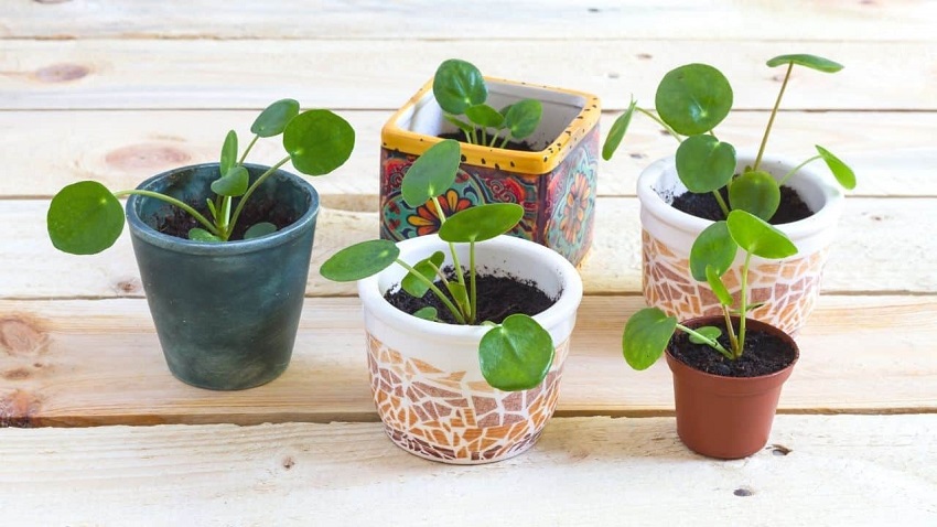 What does a healthy Pilea look like: Minimal Pest Presence