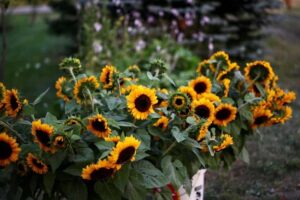 Can Sunflowers Regrow