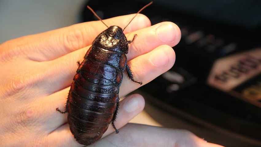 How big are Japanese cockroaches: Behavior and Adaptations