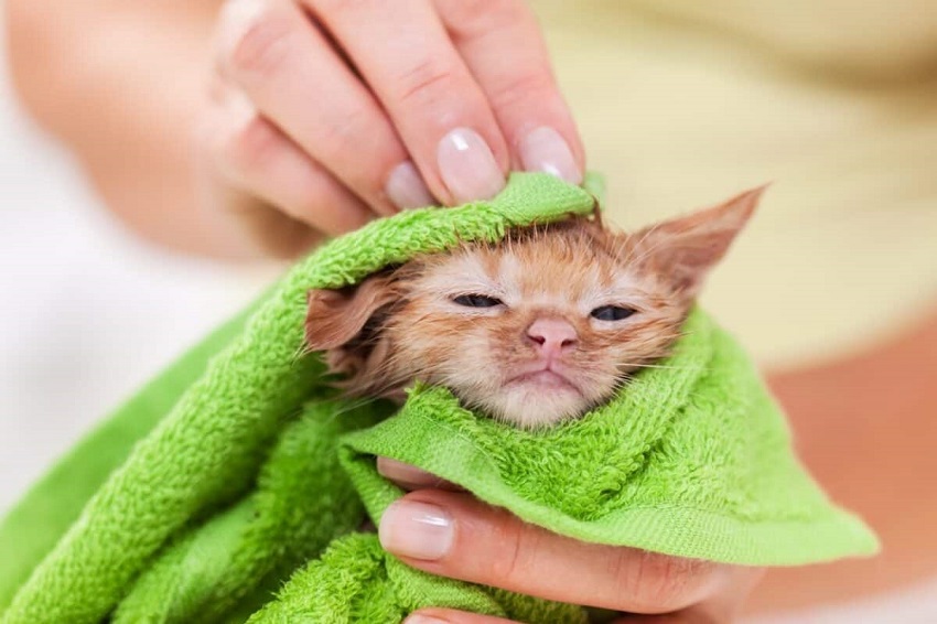 How to Give a 2-Month-Old Kitten a Bath: A Gentle Approach