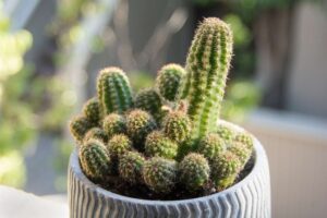 What is the Center of a Cactus