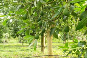 How Fast Growing Are Avocado Trees?