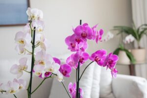 Do Orchids Need Sunlight: orchid care