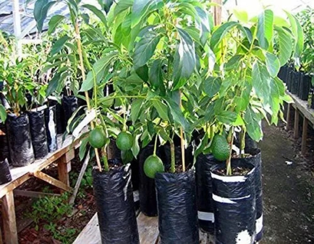 How Fast Growing Are Avocado Trees?