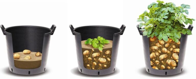 How Many Potatoes Does It Take to Grow in a Container