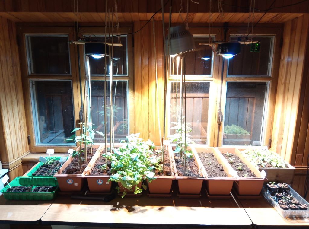 How to Grow Plants in a Dark Room: A Guide to Indoor Gardening