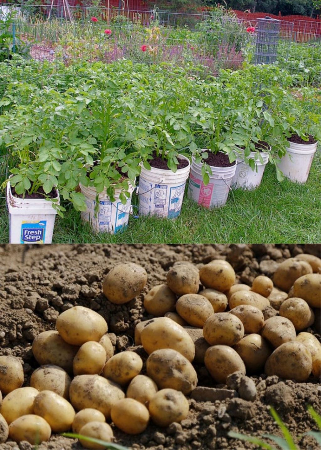 How Many Potatoes Does It Take to Grow in a Container