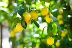 Where Do Lemons Grow Best