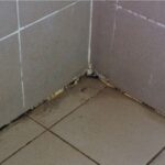 Clean Black Mold in Shower Silicone