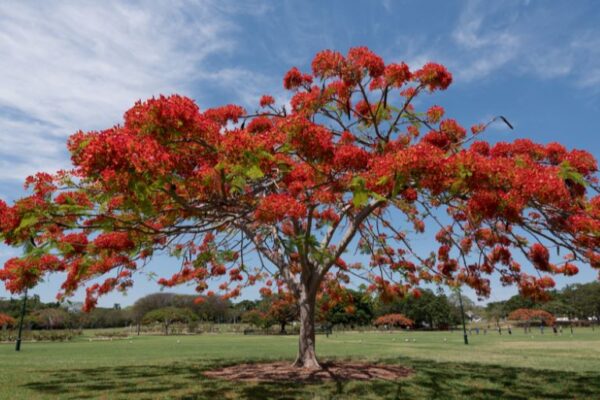Best Central Florida Trees to Plant in Your Garden