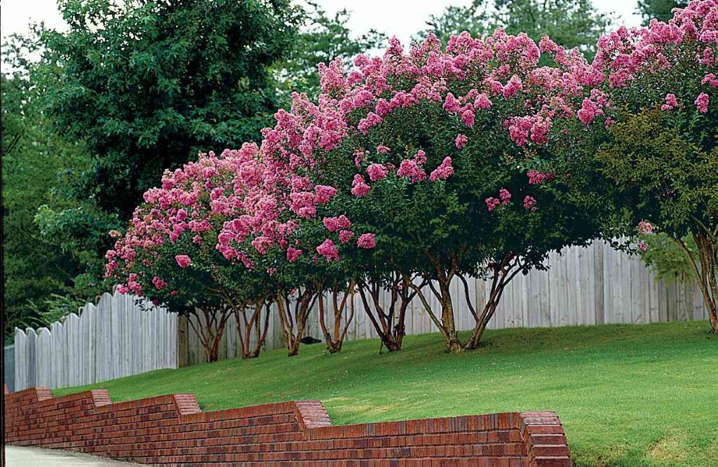 Southern Magnolia (Magnolia grandiflora)