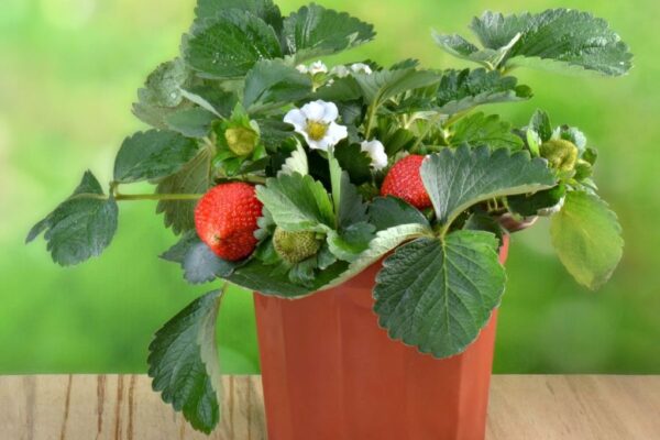 Growing Strawberries in Containers: A Foolproof Guide to Bountiful Harvests