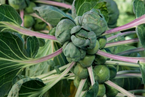 What conditions are best for growing Brussels sprouts?