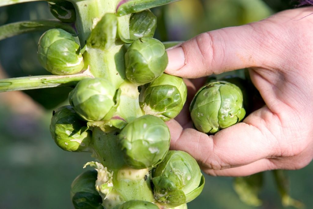 How long does it take for Brussels to sprout?