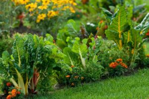 What is the best time to harvest vegetables