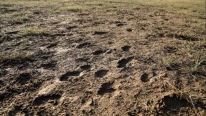 Compacted soil with visible hoof prints showing dense surface and poor water infiltration from livestock grazing